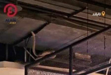 مار غول‌پیکر خریداران یک پاساژ را شوکه کرد  