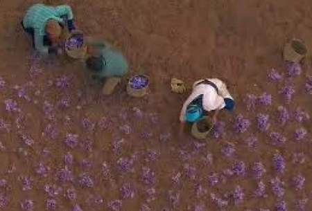 تصویر هوایی از برداشت زعفران در تربت حیدریه