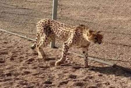 مشاهدۀ ۲ یوزپلنگ آسیایی در توران شاهرود