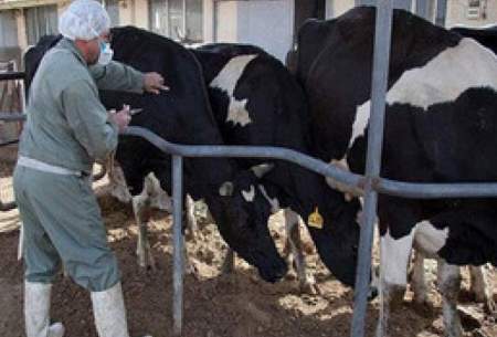 «تب برفکی» به انسان منتقل نمی‌شود