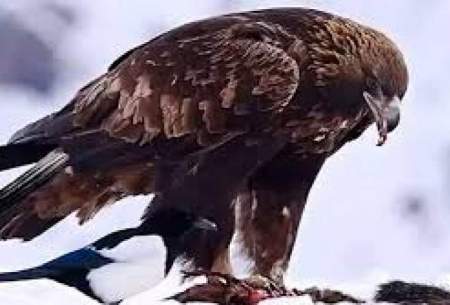 ویدیویی از عقاب طلایی ارتفاعات برفی البرز