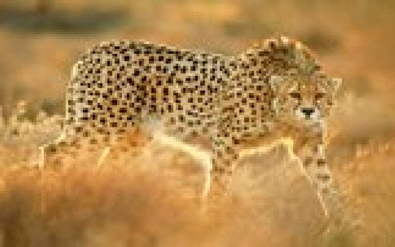 ردپای 2 یوز ناشناس دوباره پیدا شد
