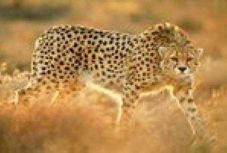 ردپای 2 یوز ناشناس دوباره پیدا شد