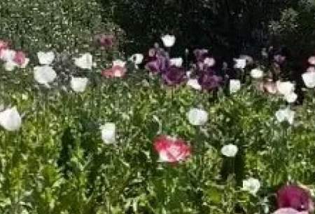 کشت هکتاری خشخاش در استان لرستان  