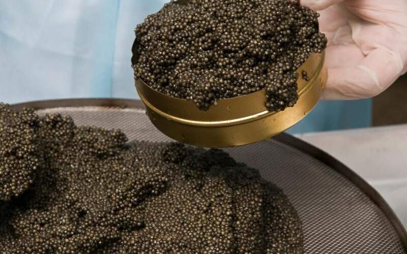 صف جهانی برای خرید خاویار خزر صف جهانی برای خرید خاویار خزر