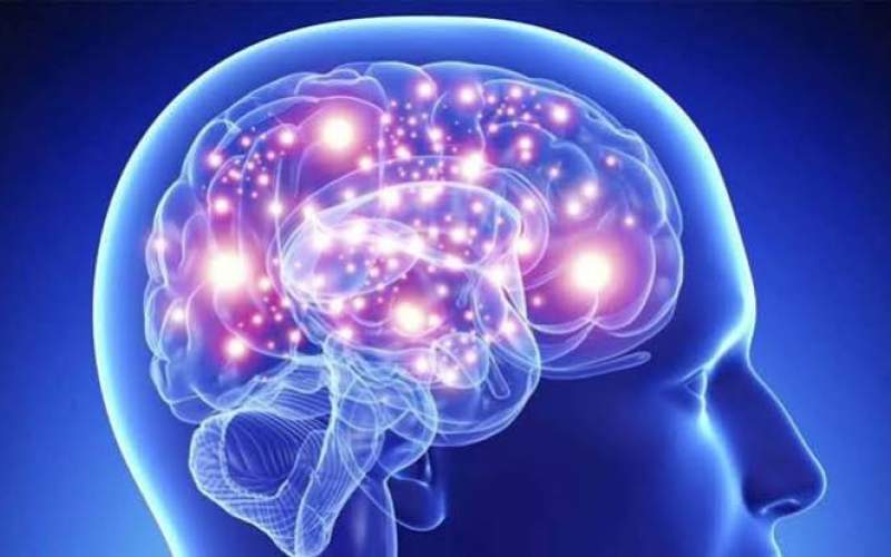 چربی دور شکم چگونه مغز را پیر میکند؟ چربی دور شکم چگونه مغز را پیر میکند؟