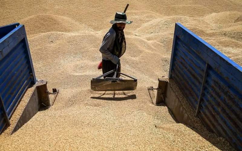 قیمت&zwnj;گندم تغییر کرد؛نان و ماکارونی&zwnj;گران می&zwnj;شود؟