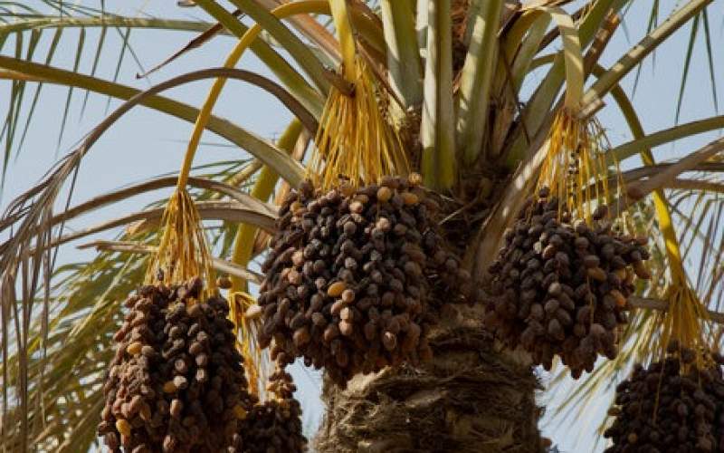 پیش&zwnj;بینی برداشت ۲۳۰ هزار تن خرما در بوشهر