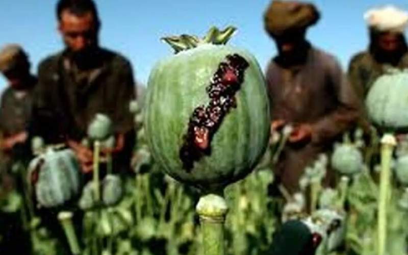 اعلام پرمصرفترین ماده مخدر در ایران اعلام پرمصرفترین ماده مخدر در ایران