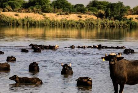 کارون؛پناهگاه تابستانی گاومیش‌های خوزستان  <img src="https://cdn.baharnews.ir/images/picture_icon.gif" width="16" height="13" border="0" align="top">