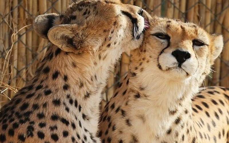 یوز خراسان شمالی؛ سرمایهای در حاشیه گردشگری یوز خراسان شمالی؛ سرمایهای در حاشیه گردشگری