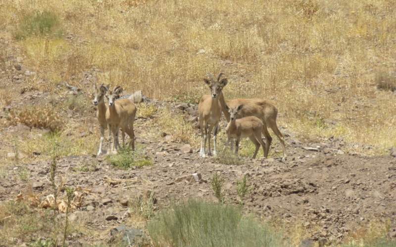پارک ملی گلستان؛ جاذبههای جهانی با دغدغههای محلی پارک ملی گلستان؛ جاذبههای جهانی با دغدغههای محلی